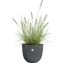 Tráva v dekoratívnom kvetináči s logom Elho