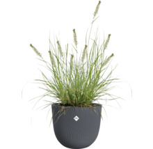 Tráva v štruktúrovanom kvetináči značky Elho