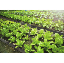 Zeleninová záhrada so založenými záhonmi a rôznymi druhmi šalátu