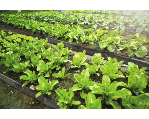 Zeleninová záhrada so založenými záhonmi a rôznymi druhmi šalátu