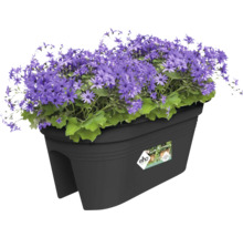 Kvetináč s fialovými sedmokráskami