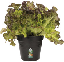 Hlávkový šalát v kvetináči