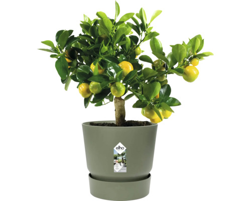 Citrusová rastlina v kvetináči