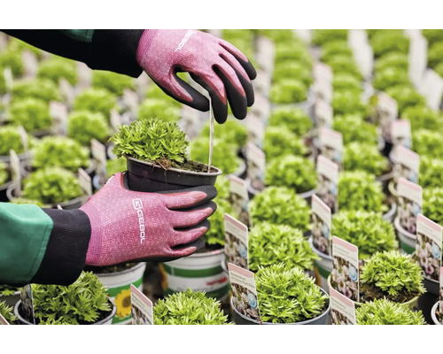 Záhradník so záhradnými rukavicami sadí horský mach v kvetináči