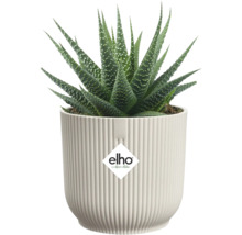 Izbová rastlina Haworthia v kvetináči