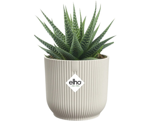 Izbová rastlina Haworthia v kvetináči