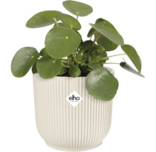 Pilea peperomioides v rebrovanom kvetináči s logom Elho