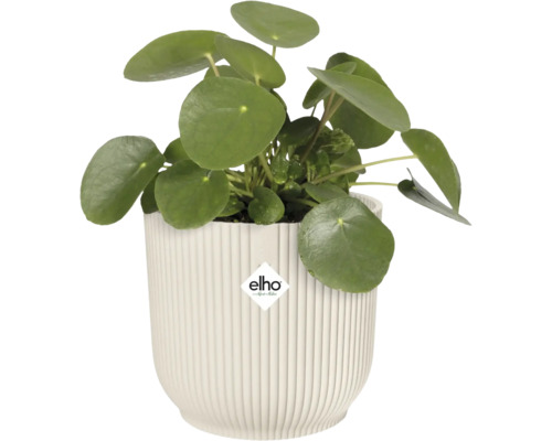 Pilea peperomioides v rebrovanom kvetináči s logom Elho