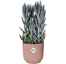 Starček v rebrovanom kvetináči s logom Elho