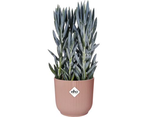Starček v rebrovanom kvetináči s logom Elho