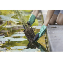 Osoba v rukaviciach sadí vodnú rastlinu do rybníka.