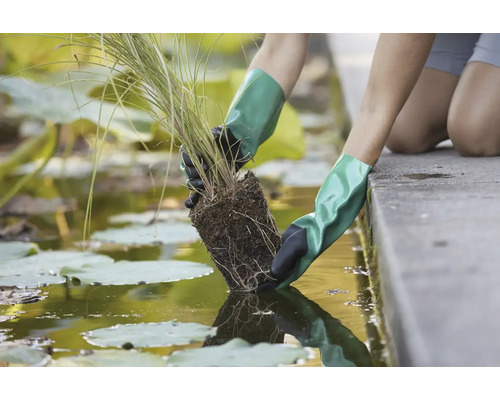 Osoba v rukaviciach sadí vodnú rastlinu do rybníka.