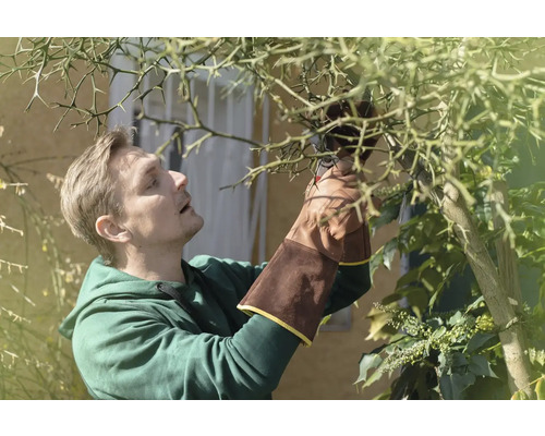 Muž so záhradnými rukavicami strihá strom záhradnými nožnicami.