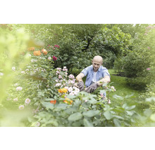 Muž v rukaviciach strihá ruže v záhrade.