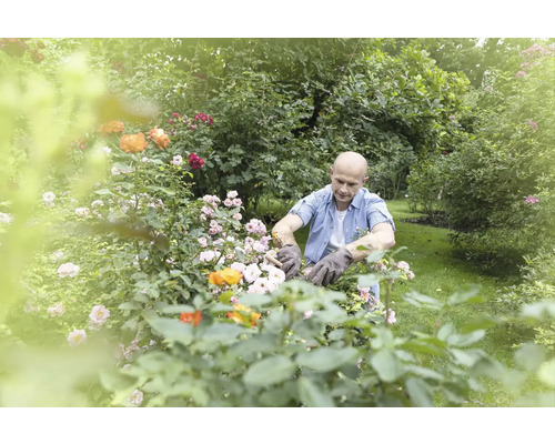 Muž v rukaviciach strihá ruže v záhrade.