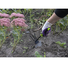 Osoba pracuje so záhradnou motykou v záhone s rozchodníkom nachovým.