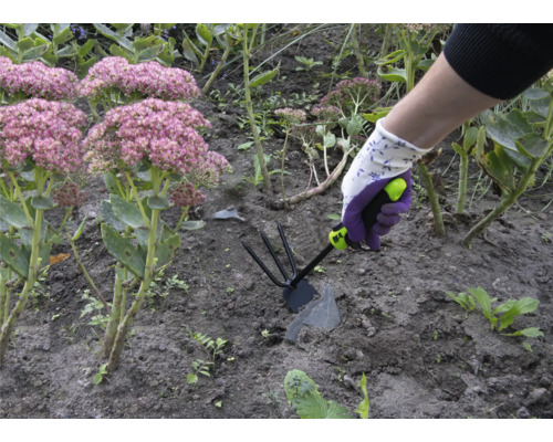 Osoba pracuje so záhradnou motykou v záhone s rozchodníkom nachovým.