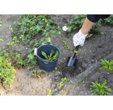 Osoba odstraňuje burinu lopatkou zo záhrady, burina sa zbiera do vedra