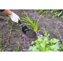 Osoba sadí rastlinu do hliny pomocou ručnej lopatky.