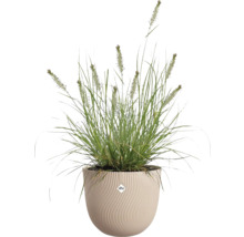 Okrasná tráva s kvetenstvom v béžovom okrúhlom kvetináči s vlnitou štruktúrou a elho Logo.