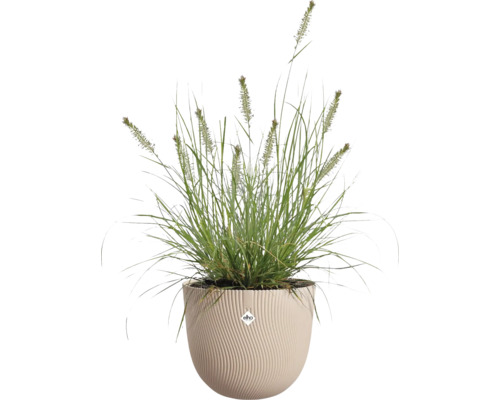 Okrasná tráva s kvetenstvom v béžovom okrúhlom kvetináči s vlnitou štruktúrou a elho Logo.
