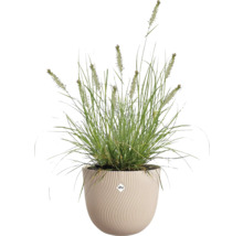 Zelená okrasná tráva s klasmi v okrúhlom krémovom kvetináči s vlnitou štruktúrou od značky elho.