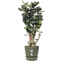 Izbová rastlina Polyscias Fabian s tmavozelenými listami v zelenom plastovom kvetináči s podmiskou.