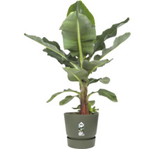 Banánovník Musa v olivovo zelenom kvetináči Elho s ladiacou miskou.