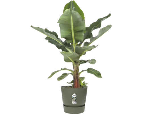 Banánovník Musa v olivovo zelenom kvetináči Elho s ladiacou miskou.