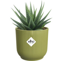 Sukulent Haworthia v svetlozelenom ryhovanom kvetináči elho, elho Logo