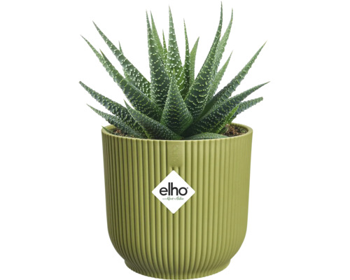 Sukulent Haworthia v svetlozelenom ryhovanom kvetináči elho, elho Logo