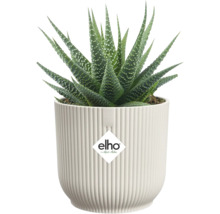 Sukulent Haworthia so zelenými špicatými listami a bielymi bodkami v bielom drážkovanom kvetináči elho. elho Logo.