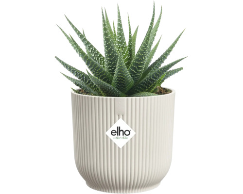 Sukulent Haworthia so zelenými špicatými listami a bielymi bodkami v bielom drážkovanom kvetináči elho. elho Logo.