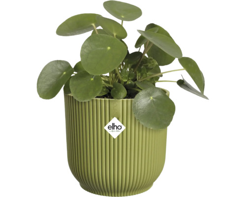 Izbová rastlina Pilea peperomioides v zelenom rebrovanom kvetináči, elho Logo.