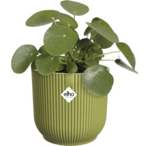 Pilea peperomioides v okrúhlom, rebrovanom zelenom plastovom kvetináči značky Elho.