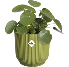 Pilea peperomioides v zelenom rebrovanom plastovom kvetináči Elho. Elho Logo.
