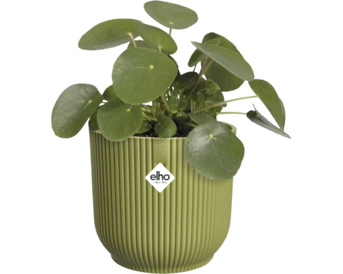 Izbová rastlina Pilea peperomioides v zelenom vrúbkovanom plastovom kvetináči s elho Logo.