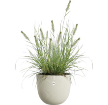 Okrasná tráva v bielom okrúhlom kvetináči s vertikálnou vlnitou štruktúrou a elho Logo.