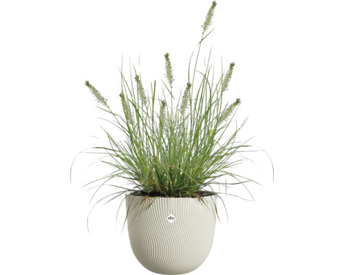 Okrasná tráva v bielom okrúhlom kvetináči s vertikálnou vlnitou štruktúrou a elho Logo.