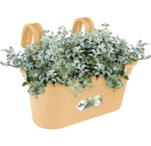 Béžový plastový balkónový truhlík s integrovanými hákmi, striebristými rastlinami a elho Logo.