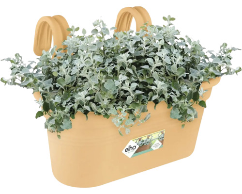 Béžový plastový balkónový truhlík s integrovanými hákmi, striebristými rastlinami a elho Logo.
