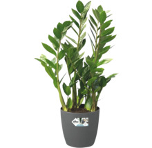 Izbová rastlina Zamioculcas zamiifolia v sivom plastovom kvetináči s logom Elho.