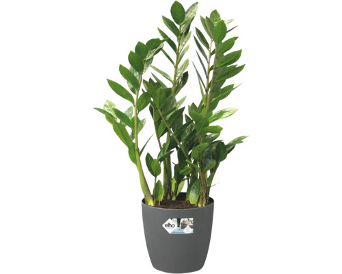Izbová rastlina Zamioculcas zamiifolia v sivom plastovom kvetináči s logom Elho.