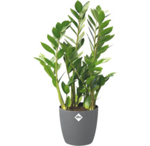 Zamioculcas zamiifolia v sivom plastovom kvetináči s elho Logo.