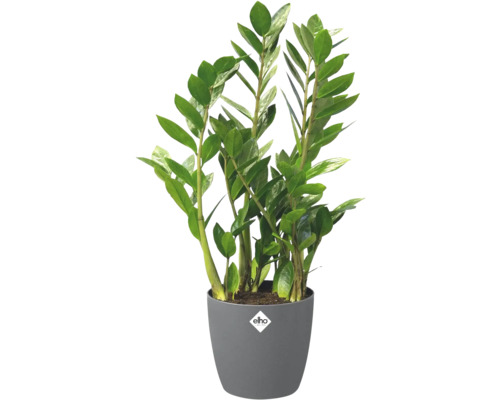 Zamioculcas zamiifolia v sivom plastovom kvetináči s elho Logo.