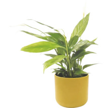 Lopatkovec Spathiphyllum v žltom kvetináči, izbová rastlina so zelenými listami a bielym kvetom.