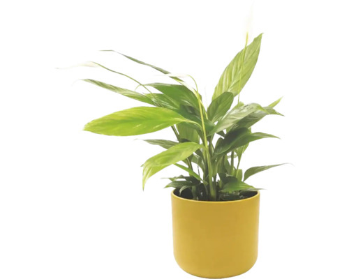 Lopatkovec Spathiphyllum v žltom kvetináči, izbová rastlina so zelenými listami a bielym kvetom.