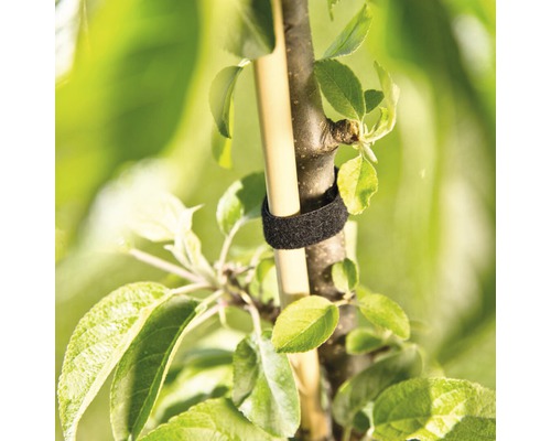 Strom s upevňovacím popruhom na stabilizáciu na podpernom stĺpiku