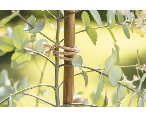 Eukalyptová rastlina s bambusovou tyčou a jutovým špagátom