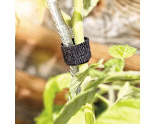 Stonka rastliny pripevnená suchým zipsom k opore rastliny